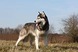 ALASKAN MALAMUTE 795